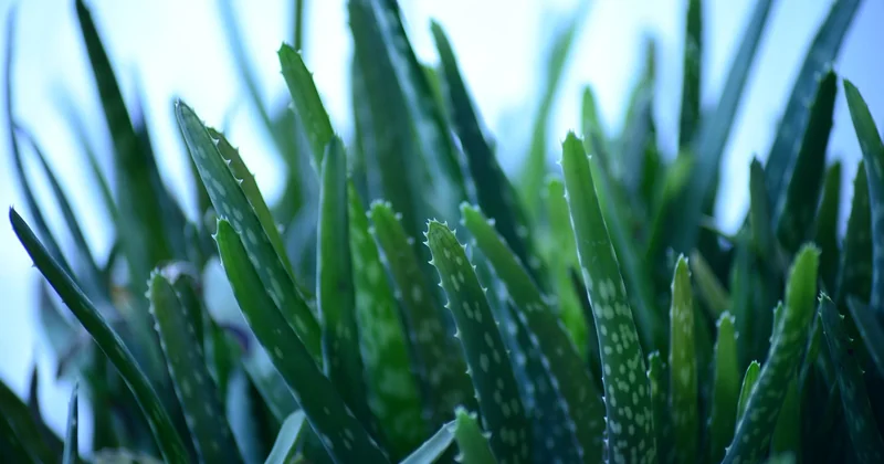 L'aloe vera : le pansement végétal qui répare