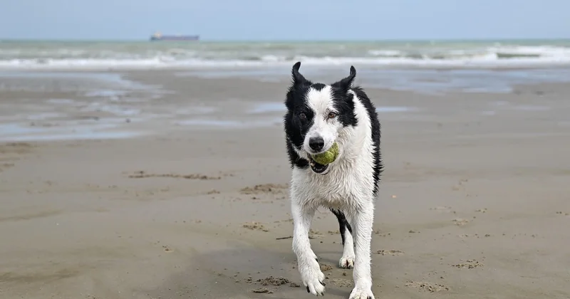Comment prolonger la vie de votre Border Collie : ce qui marche vraiment