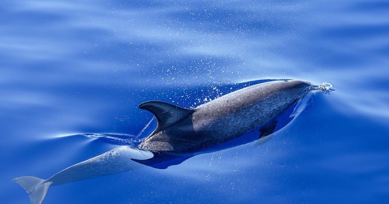 Où observer les dauphins en Bretagne : les meilleurs spots