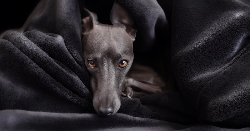Le lévrier écossais : un guide complet sur ce chien élégant et rapide