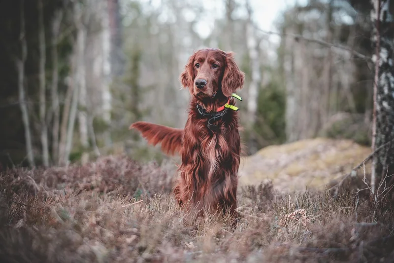 Les races de chiens de chasse les plus adaptées en 2026