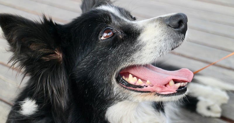 L'espérance de vie du border collie : tout ce qu'il faut savoir