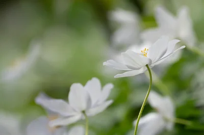 Découvrez l'anémone fleur : secrets et tendances 2026 pour votre jardin