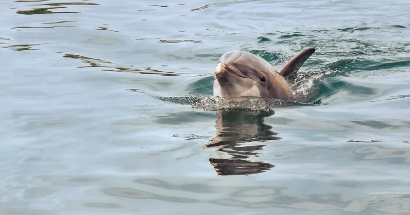Voir des dauphins en Bretagne sans bateau