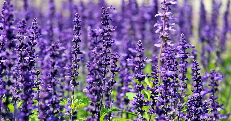 Culture : où la planter, quand la semer, comment la garder vivante